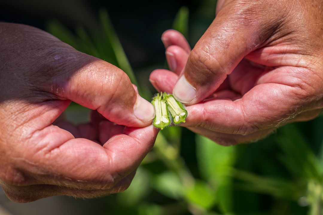 Mexico's Agribusiness: Building Local Autonomy